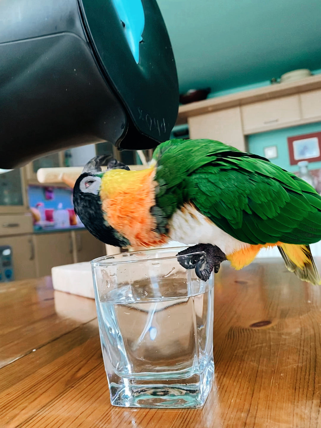 Clean Water, Happy Pets: The Benefits of Filtered Water for Your Furry Friends!